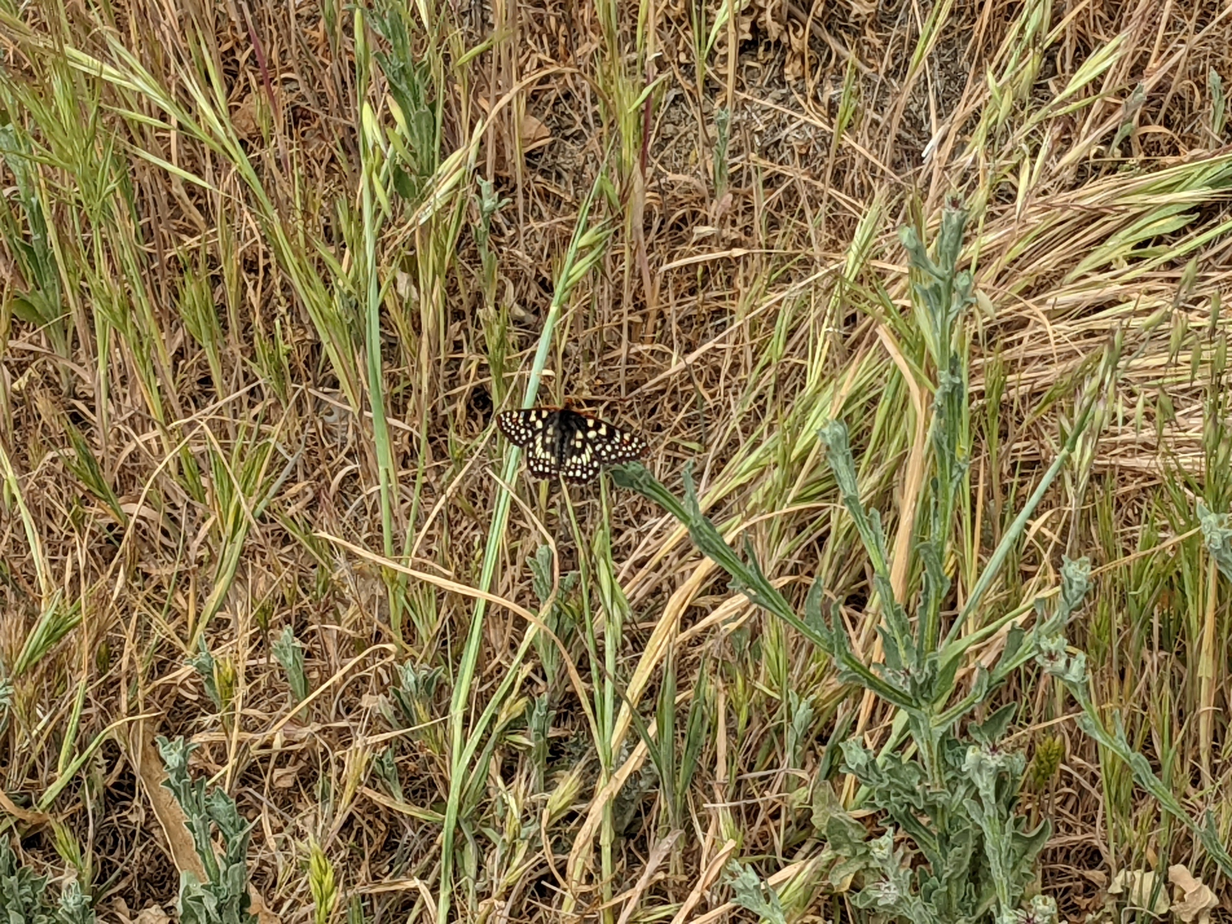 Butterfly on plant