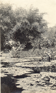 Image of Lily pond at Huntington Estate, Pasadena