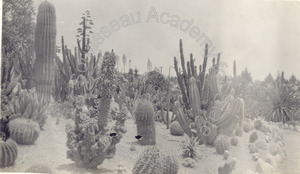 Image of Cacti at Huntington Botanical Gardens