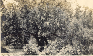 Image of Oak used as breakfast room, George O. Knapp Estate, Montecito