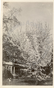 Image of Prune tree in bloom