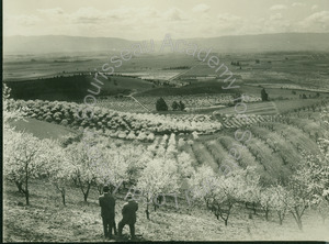 Image of Santa Clara Valley Blossom Time
