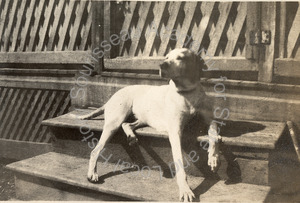 Image of Winty, the Polhemus family dog