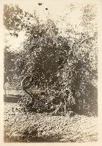 Image of Apricot tree, laden with fruit, likely at Coyote Ranch