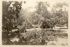Image of Broken fruit tree, likely at Coyote Ranch orchard
