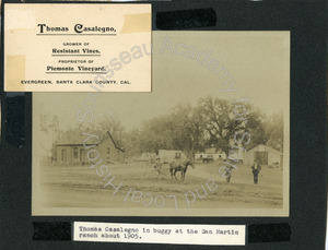 Image of Thomas Casalegno in buggy at the San Martin ranch about 1905