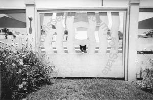 Image of Mehitable the cat, at the gate designed by Andrew P. Jr.