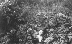 Image of Florence Hill among tall ferns