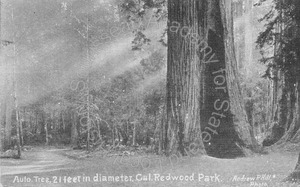 Image of Auto Tree,  21 feet in diameter, Cal. Redwood Park