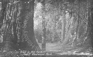Image of Birdella Hill leaning against a tree in the Redwood Park