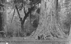Image of Father Tree