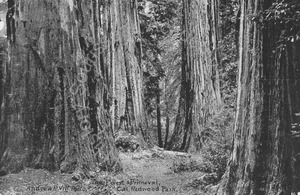 Image of The Forest Primeval, Cal. Redwood Park