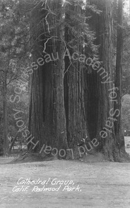 Image of Birdella Hill among the Cathedral Group of trees in the Redwood Park