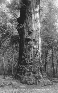Image of Redwood tree in the California Redwood Park