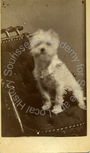 Image of Portrait of a dog
