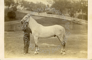 Image of Unidentified man holding the bridle of a horse