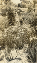Image of George T. Marsh Japanese Garden, Coronado