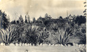 Image of Cactus Garden on Letts Estate, Hollywood