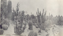 Image of Cacti at Huntington Botanical Gardens