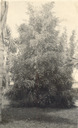 Image of Good specimen melaleuca genistifolia, Clinton B. Hale Residence, Santa
