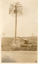 Image of Oldest Palm planted in California, San Diego