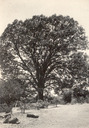 Image of The Big Oak