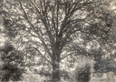 Image of The Old Oak