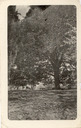 Image of Oak tree on Waterhouse Place