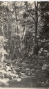 Image of Stream through forest