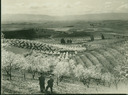 Image of Santa Clara Valley Blossom Time