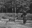 Image of Unidentified man feeding a deer near a forest