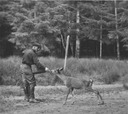 Image of Unidentified man feeding a deer near a forest