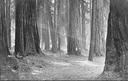 Image of Florence and Frank Hill standing at the base of a tree in the Redwood Forest