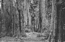 Image of The Forest Primeval, Cal. Redwood Park