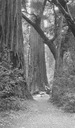 Image of Father Tree, Calif. Redwood Park