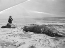Image of Unidentified woman standing next to a gray whale carcass on Santa Cruz Beach