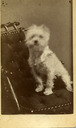 Image of Portrait of a dog