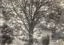 Thumbnail image of Waterhouse (Clark B.) Photograph Collection